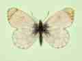 Anthocharis cardamines female (aberrant form nov 3) (Internet Image property of respective owner, non-commercial use only)